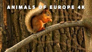 ANIMALS OF EUROPE 4K - Forest Wildlife Animals, Scenic Animal Film With Inspiring Music - Wild MUSIC