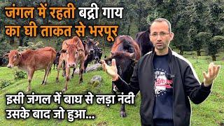 Badri गाय का कम दूध देना ही है वरदान, Gir गाय पहाड़ पर कैसे चढ़ती? Uttarakhand । Bageshwar ।