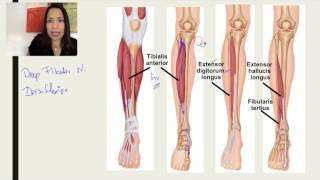 2. Anterior Compartment of the Leg