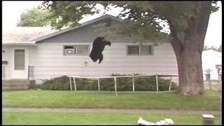 Bear Bounces Off Trampoline