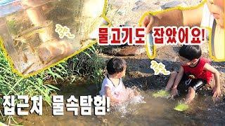 아이들과 하천 탐어! 하천에서 다양한 물고기를 만났습니다! Korean Underwater Biotope EP.6