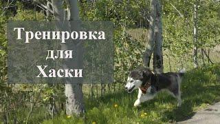 Тренировка для Хаски / ХАСКИ БЛОГЕР / Блогер БН / ХАСКИ / Хаски Улла / Siberian Husky / husky dog