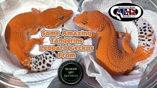 Some Amazing Tangerine Leopard Geckos From Scaled Art Reptiles v93 AME