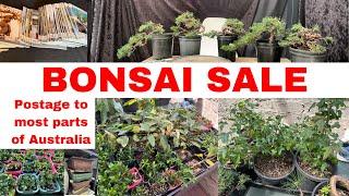 BONSAI Sale Online - Australian buyers - Post to most states accept WA and TAS