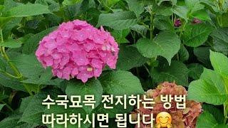 [전지 꿀팁]수국 묘목 전지하는 방법 (행복한나무농장)(구독하시고 영상들 모두 놓치지 마세요)