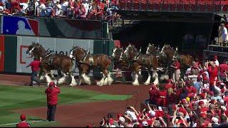 Clydesdales take the field on Opening Day 2023