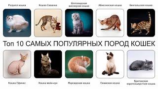 Топ 10 САМЫХ ПОПУЛЯРНЫХ ПОРОД КОШЕК