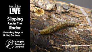 Slipping Under the Radar: Recording Slugs in British Gardens