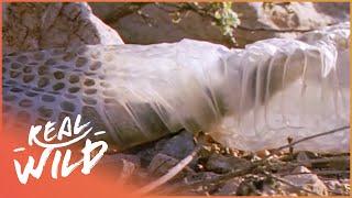 The Incredible Way Snakes Shed Their Skin | Real Wild