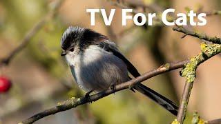 Cat TV - Relaxing Bird Video to Entertain Your Cat! (NEW)