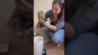 How To Weigh a Baby Cheetah