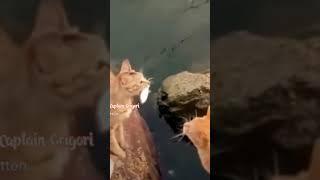 на рыбалку котик на рыбалке, ставрида fishing cat fishing, horse mackerel