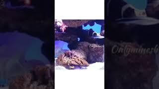 Saltwater aquarium Nemo and Dori