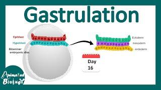 Gastrulation | what happens during gastrulation? | week 3 of embryonic development