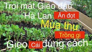 cải,cách gieo các loại cải,gieo hạt đậu Hà lan ăn đọt ,link mua Hạt giông đậu Halan bên dưới