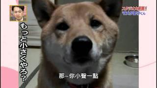 會控制音量的超可愛柴犬(中文字幕版)