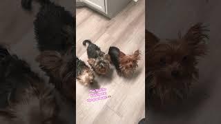 The Yorkies always wanting my food lol 