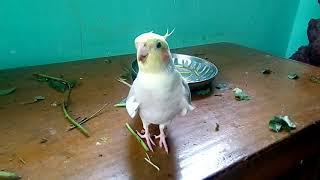 Happy Cockatiel singing and playing