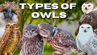 All Species of Wild 𝗢𝘄𝗹𝘀 | 𝗢𝘄𝗹𝘀 𝘁𝘆𝗽𝗲𝘀 | #owls #birds