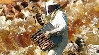 un-BEE-lievable Honey Harvest!  Up Close and Personal, Wisconsin 2019