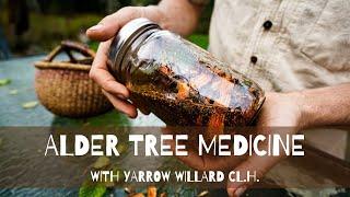 Alder Tree Medicine
