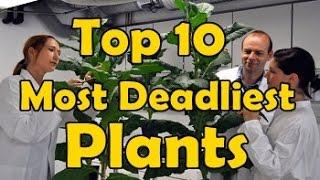 Top 10 Most Deadliest Plants