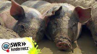 Wieso quieken Schweine? | OLI's Wilde Welt | SWR Kindernetz