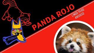 Pandas Rojos: 10 minutos de dopamina. | Ep 48 | CULTURA COLMILLUDA