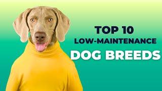 Top 10 Low Maintenance Dogs For Busy Owners