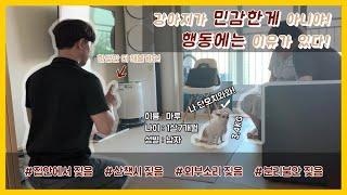 [SOON] 외부인에게 짖음이 있던 마루, 하우스 교육으로 응용하기!
