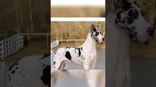 #hash great dane dog by pet lover video 1