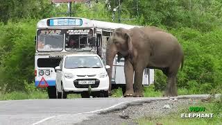 The extorting elephant on the road cannot go on the road without feeding it