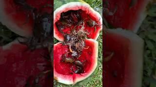 This Watermelon Hatched 500 Mutant Crabs… and No One Knows Why  #couple #martialarts#comedy#funny
