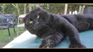 Lynx Hybrid - Black HighLander LYNX ! RARE BIG CAT