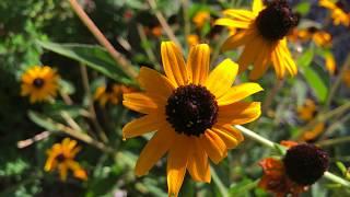 Plant Profile: Black-Eyed Susan - Rudbeckia fulgida 'Goldstrum'