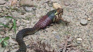 A Big Venomous Snake Eating Frog |  Hunter | Poisonous Snake ｜Red-Necked | Real Wild