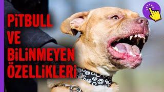 En tehlikeli Köpek ırkı mı? Pitbullar.. | Hayvanlar alemi | İlginç bilgiler | Aklında olsun