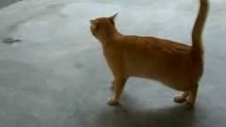 Cat in Void Deck