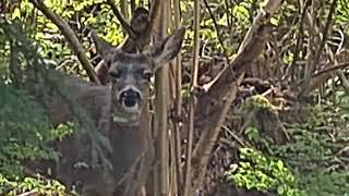 Deer in real life, up-close with George in Canada