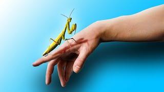 Praying Mantis：Rescuing a Remarkable Insect from the Heat