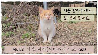 갈곳없는 불쌍한 아기고양이~"언닝,오빠냥 말 잘들을께욤~저 받아주세용"Baby Cat Music