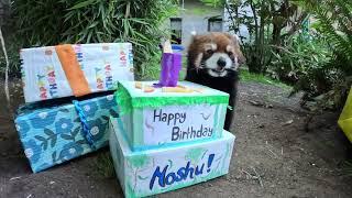 Red Panda Moshu Has A Birthday Party