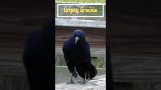 Gripey grackle disputes the boardwalk at Huntington Beach State Park. #birdwatching #photography