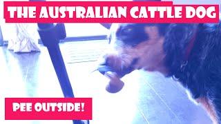 Potty Training Puppy / Housebreaking: RING A BELL to go outside, Australian Cattle Dog (blue heeler)