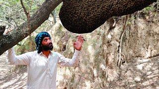 Honey Harvesting--Shahd srif cehk kia Hai