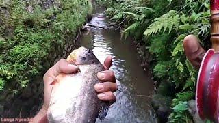 Mancing di kali dapat Ikan Bawal