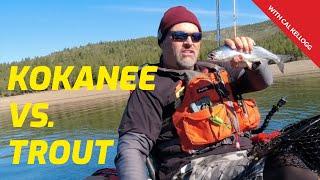 Kokanee and Trout Fishing Tactics: What's The Difference?