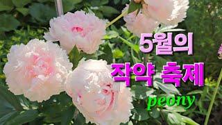 5월 화려하고 아름다운 다양한 작약들  2024. 5.11 (토종 작약, 코랄참, 레드참, 가드니아, 블러쉬퀸, 소르벳)