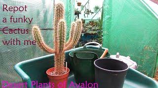 Repotting my Pilosocereus gounellei Cactus | Xique-Xique Cactus | Cardeiro cactus