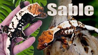 Sable Crested Geckos! Everything you need to know!